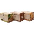 SAC -Immuni-tea package: Moringa Herbal Tea Cinnamon Lemon with Ginger. 