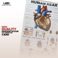 Human Heart Wall Chart | Wall Poster for Science Lab and clinics Decoration | HD picture Presentation on 200 grams Laminated Card 23*36 inches. 