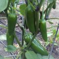 Jalapeno Hybrid Green Chilli Chili Seeds (Sabaz Mirch) Kitchen Gardening Vegetable. 