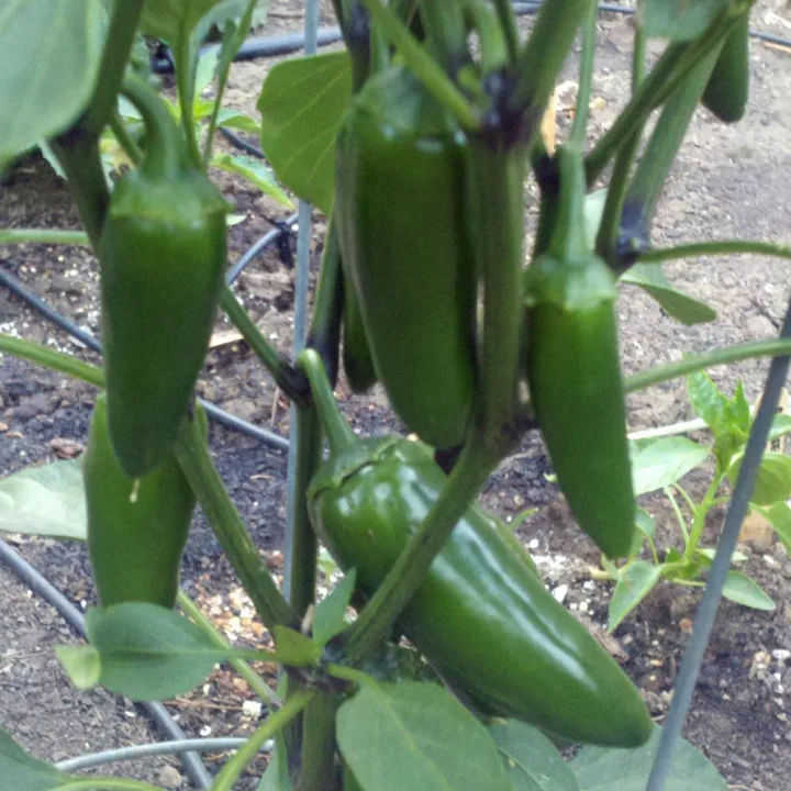 Hybrid%20Jalapeno%20Green%20Chili%20/%20Chilli%20(Sabaz%20Mirch)%20Vegetable%20Seeds%20For%20Kitchen%20Gardening%20-%20Image%202