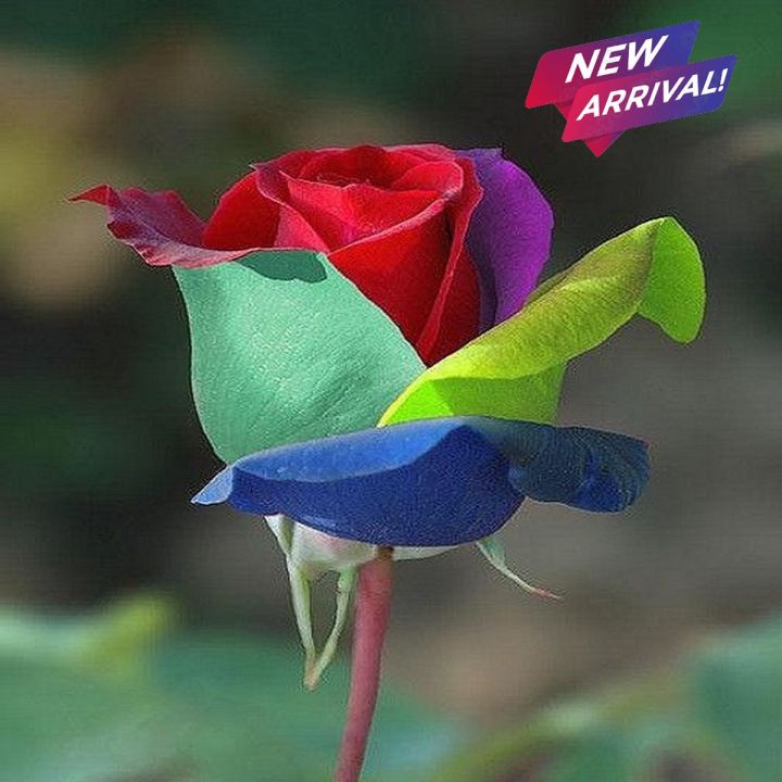 Rainbow Color Rose Flower Seeds