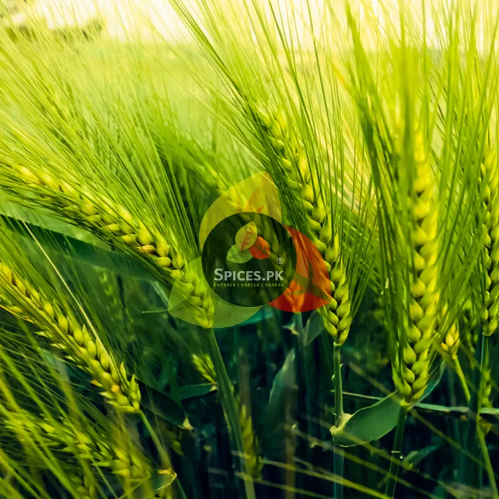 Premium%20Organic%20Barley%20Porridge%20(Jau%20ka%20Daliya)%20780g%20%E2%80%93%20100%25%20Natural%20Crushed%20Barley%20%E2%80%93%20High-Fiber%20Whole%20Grain%20for%20Nutritious%20Meals%20-%20Image%208