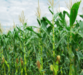 Sweet Corn / Desi Maize Kitchen Gardening Vegetable Seeds. 