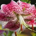 Oriental Lily Flower Seeds. 