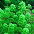 ADI  limnophila sessiliflora (Ambulia) - Live Aquatic Fast Growing For Aquarium decoration- 4 Stems. 