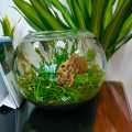 5KG Black sand for Aquarium, live plants, fish, freshwater tank and resin art or garden decoration. 