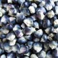 Corn Seeds - Blue Hopi 15gm. 