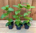 Original and Fresh Spearmint mint plant In Small Pot (Pack of 3 Plants). 
