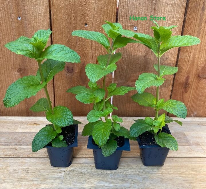 Original and Fresh Spearmint mint plant In Small Pot (Pack of 3 Plants)