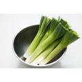 Leek Hurb 80 Plus seeds, LEEK is vegetable, which belongs to family of Onion and Garlic, How to Sow Capsicum Seeds. 