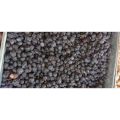 kashmiri Black Amlok (Date palm) 800 gm. 