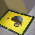 Strong Adhesive Mouse Pads - Non-Toxic Pet-Safe Foldable Sticky Boards for Mice & Insect Control, High-Quality Glue, No Electricity Needed, Indoor/Outdoor Use in Kitchen, Garden, Home, Office, Garden Pest Control | Visible Catch Area | Natural Solution. 