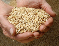 Jau Sabut - جو ثابت Barley Whole Grain - 1 KG. 