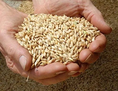 Jau%20Sabut%20-%20%D8%AC%D9%88%20%D8%AB%D8%A7%D8%A8%D8%AA%20Barley%20Whole%20Grain%20-%201%20KG%20-%20Image%202