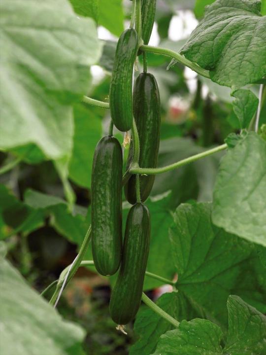 F1%20Hybrid%20Cucumber%20(%DA%A9%DA%BE%DB%8C%D8%B1%D8%A7,Khera)%20Seeds%20For%20Kitchen%20Gardening%20-%20Image%202