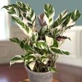 Fusion White Prayer Plant Seeds. 