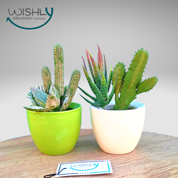 Wishly%20Small%20Succulent%20Artificial%20Plants%20in%20Pots%20Set%20of%202%20Pcs,%20Assorted%20Mini%20Faux%20Aesthetic%20Cactus%20potted%20Succulents%20arrangements%20for%20Home,%20Office,%20Bedroom,%20Washroom%20&%20Living%20Room,%20Outdoor%20&%20Indoor%20Decor.%20-%20Image%205