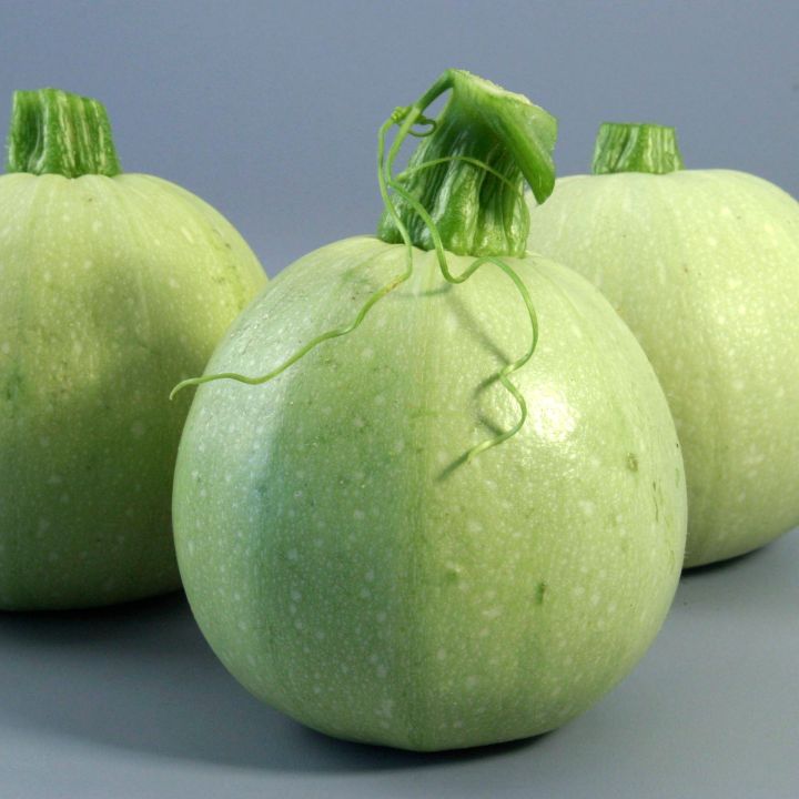F1 Hybird Tenda / Tinda Green Round Squash Kitchen Gardening Vegetable Seeds