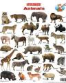 Laminated Educational Vegetable,Fruit,Animals Chart. 