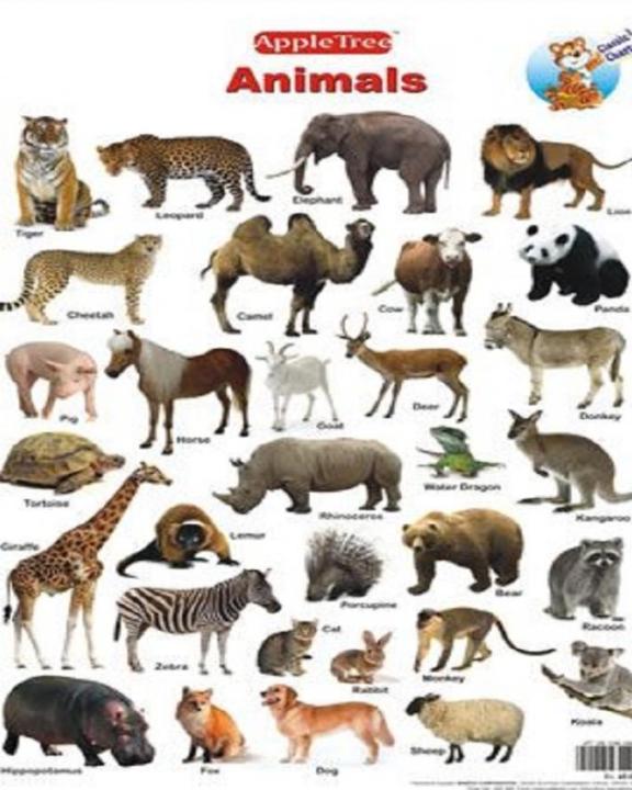 Laminated%20Educational%20Vegetable,Fruit,Animals%20Chart%20-%20Image%204