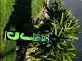 JD Sports Tabe Ball Cricket Bat Green TM Edition. 