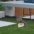 Fake Rock Spare Key Hider Fake Rock Key Holder for Garden Landscaping Yard. 