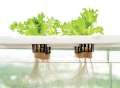 GENERAL HYDROPONICS ORIGINAL FLORA SERIES 3 bottles set (USA imported). 