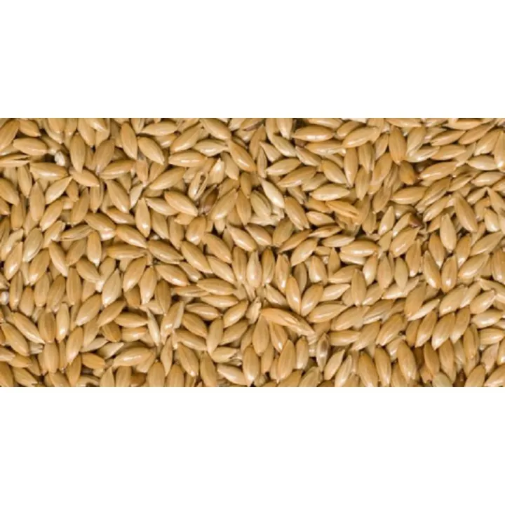 Canary%20Seeds%20Organic%20Natural%20Whole%20Birds%20Food%20%20FH%20TRADER%20-Canary%20Seeds%20-%20Canary%20Seed%20For%20Birds%20-%20Canary%20-%20Canary%20Bird%20Feed%20-Parrot%20Feed%20-%20birds%20feed%20-%20Bird%20food%20-%20Image%202