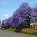 Jacaranda / Fern Tree \ Blue Jacaranda Tree Seeds - Flower Tree. 