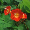 MEXICAN IMPORTED Morning Glory Flowers SCARLET ORANGE Color LUCKY PLANT Summer/Spring Vine Creeper 10 FT tall 6 FT wide IPOMOEA Flower Seeds BY GREEN GOLD. 