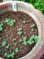 Peppermint Mint / Podina Round Leaves Herb Kitchen Gardening Seeds. 