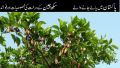 Sukh Chain Pongamia/SukhChain Tree Seeds. 