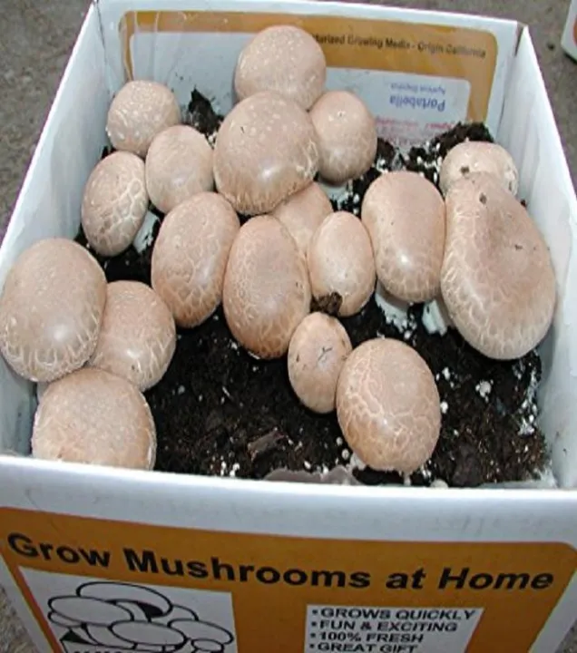 Cremini%20Mushroom%20Seeds%20-%20Image%203