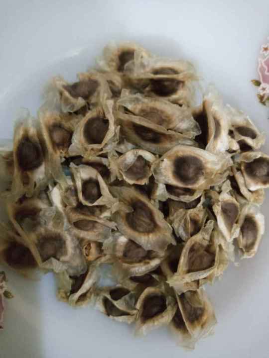 Pack%20of%2010%20Moringa%20Seeds%20Sohanjna%20Tree%20Seeds%20Plant%20Flower%20-%20Image%203