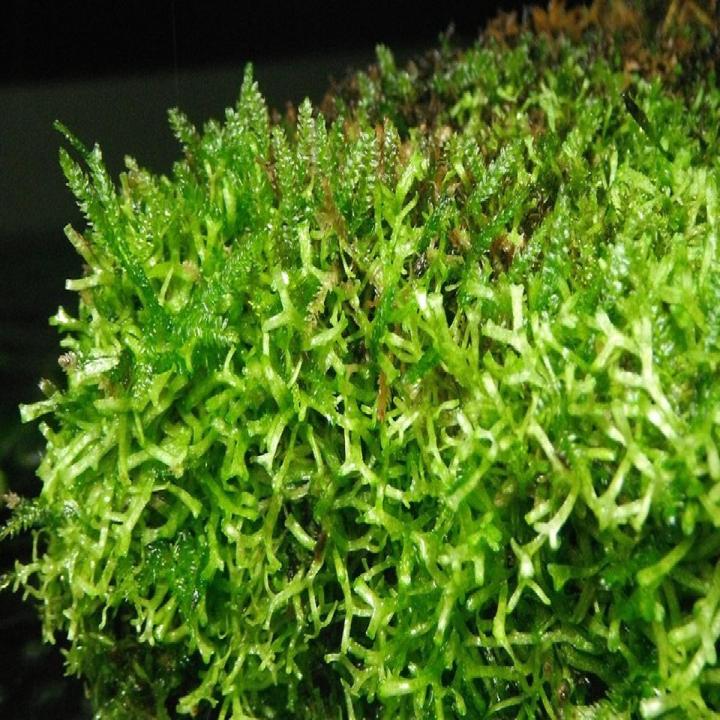 Christmas Moss Carpet Aquarium Plant Seeds