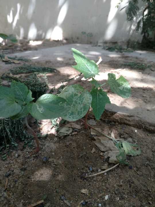 45%20Castor%20oil%20seeds%20100percent%20germinate%20for%20grow%20caster%20plant%20Eranda%20(%20Ricinus%20communis%20)%20castor%20beans%20arand%20tree%20use%20for%20many%20purpose%20-%20Image%207
