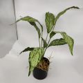 FEJKA ARTIFICIAL POTTED PLANT / BONSAI / HOME DECOR / DECORATION / POKOK TIRUAN / POKOK MONSTERA. 