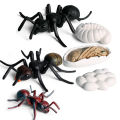 New Realitic Ant Growth Cycle Figurine et Kid imulated Animal Educational Toy. 