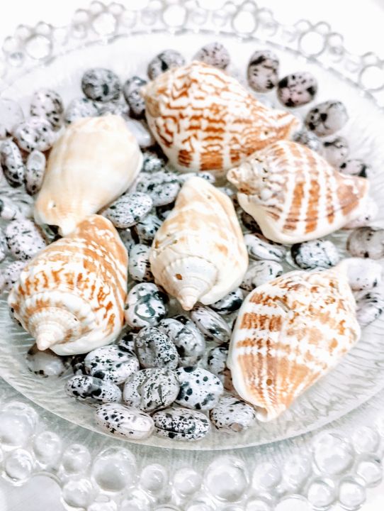 Natural%20Sea%20Shell%20Charms%20from%20Seek%20for%20Style%20%E2%80%93%20Assorted%20Designs%20for%20Jewelry%20&%20Crafts%20(Drilled)%20%7C%20Home%20Decor%20Aquarium%20Decorations%20-%20Image%202