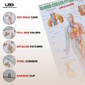 Blood Circulation System in Humans Wall Chart | HD Wall Poster Presentation on 200 grams Laminated card 23*36 inches. 