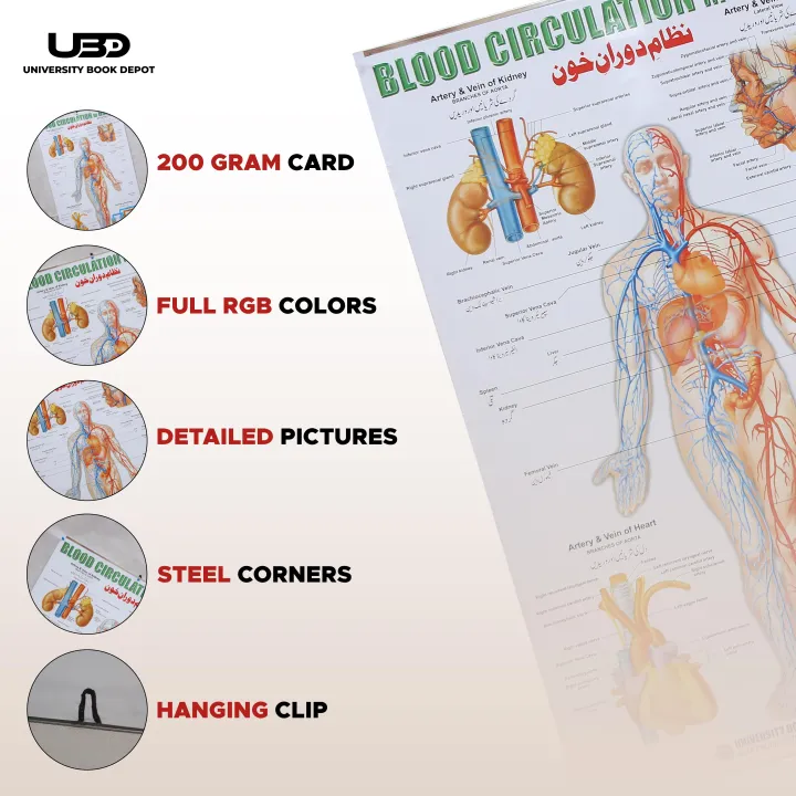 Blood%20Circulation%20System%20in%20Humans%20Wall%20Chart%20%7C%20HD%20Wall%20Poster%20Presentation%20on%20200%20grams%20Laminated%20card%2023*36%20inches%20-%20Image%203