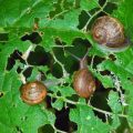 Slug & Snail Control Medicine – Safe and Effective Garden Protection – Moji Mall. 
