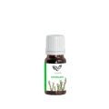 Rosemary Essential Oil – Pakistan Pansar Rosemary Oil Pure & Natural – Undiluted. 
