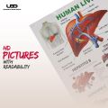 Human Liver Wall Chart | Wall Poster for Science Labs and Healthcare Clinics | HD pictures Printed on 200 grams Laminated Card 23*36. 