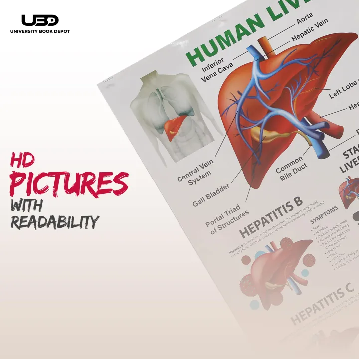 Human%20Liver%20Wall%20Chart%20%7C%20Wall%20Poster%20for%20Science%20Labs%20and%20Healthcare%20Clinics%20%7C%20HD%20pictures%20Printed%20on%20200%20grams%20Laminated%20Card%2023*36%20-%20Image%207