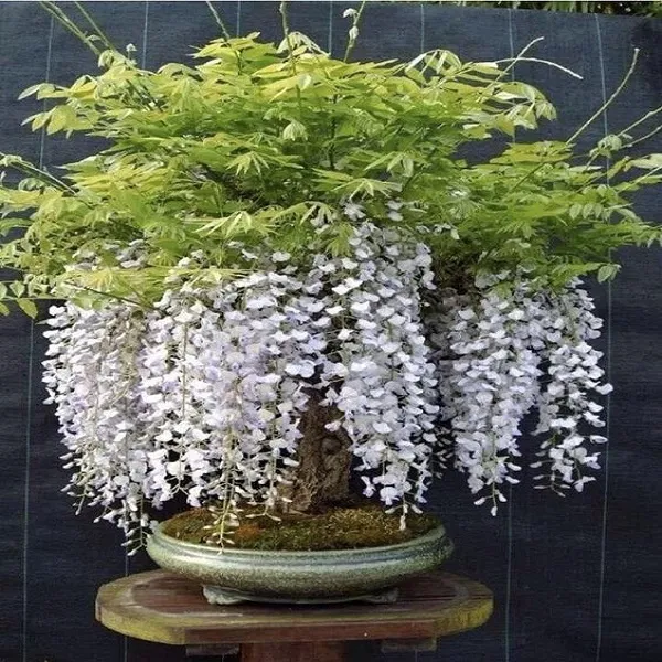 Bonsai%20Wisteria%20White%20Tree%20Seeds%20-%20Image%202