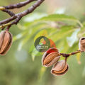 American Almonds (Badaam / Badam Giri) – A+ Grade Raw Almonds – Premium Dry Fruit for Snacking, Baking & Cooking – 150g. 