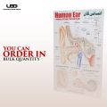 Human Ear Wall chart for Class rooms Decoration | HD Picture Presentation on 200 gram Laminated card 23*36 inches. 