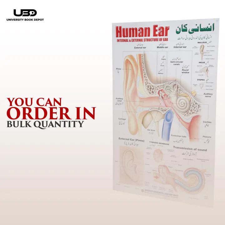 Human%20Ear%20Wall%20chart%20for%20Class%20rooms%20Decoration%20%7C%20HD%20Picture%20Presentation%20on%20200%20gram%20Laminated%20card%2023*36%20inches%20-%20Image%208