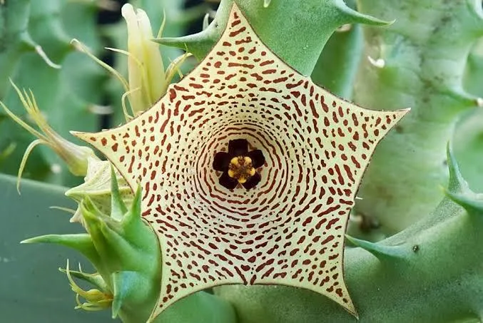 Live%20Huernia%20Mccoyi%20-%20Image%203